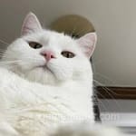 Avatar of Adeel Khan